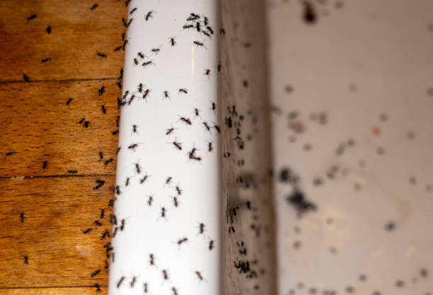 Best Pest Removal Services  in Caldwell, ID
