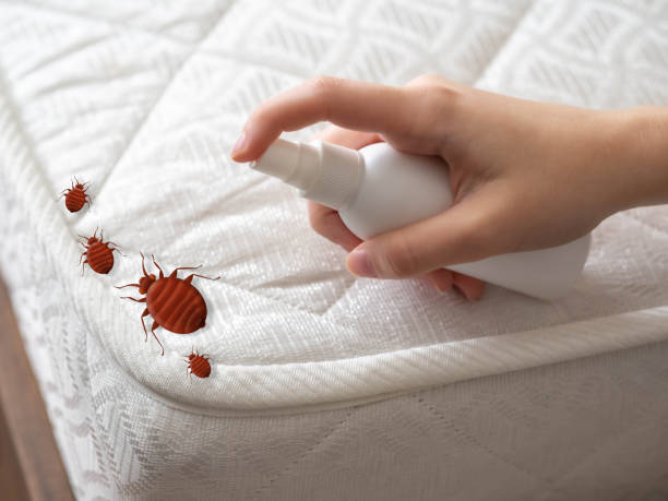 Best Local Pest Control Services  in Caldwell, ID
